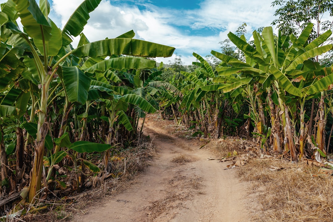 Capitólio MG: Guia Completo para sua Excursão Rodoviária!